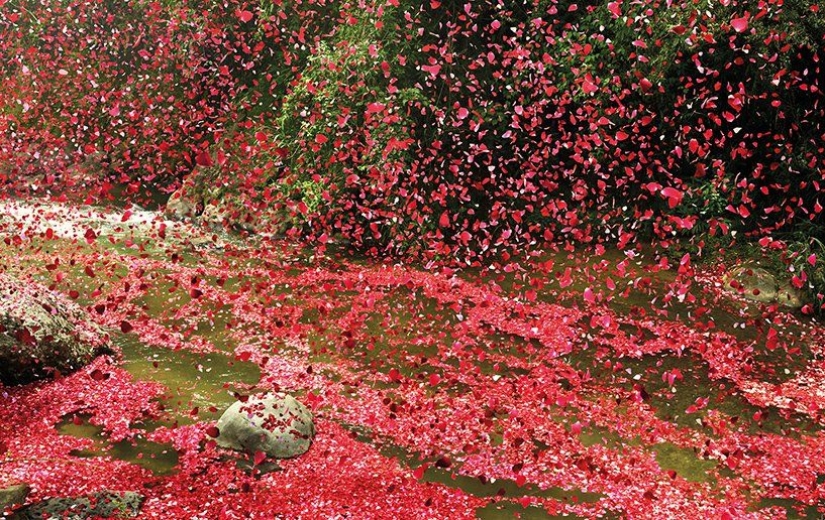 City in Costa Rica filled with 8 million flower petals
