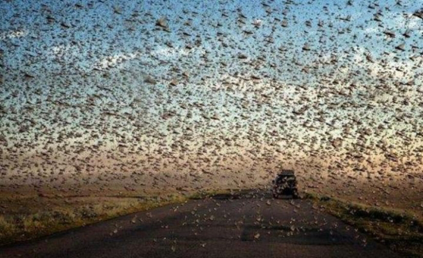 Cloud covered the sky: locust invasion in Dagestan, Crimea and other regions