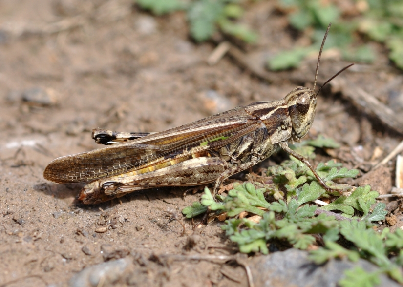 Cloud covered the sky: locust invasion in Dagestan, Crimea and other regions