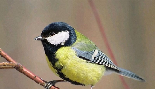 Cómo ayudar a las aves a pasar el invierno