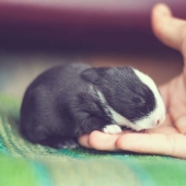 Cómo crece el conejo bebé, día a día