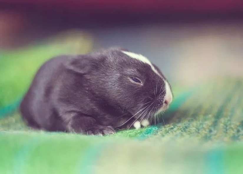 Cómo crece el conejo bebé, día a día