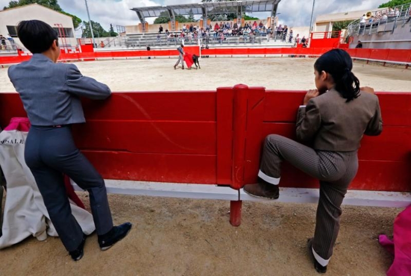 Cómo crecen las futuras estrellas del toreo Cómo crecen las futuras estrellas del toreo