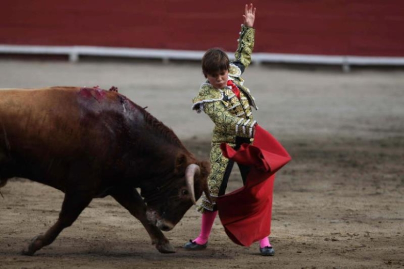 Cómo crecen las futuras estrellas del toreo Cómo crecen las futuras estrellas del toreo
