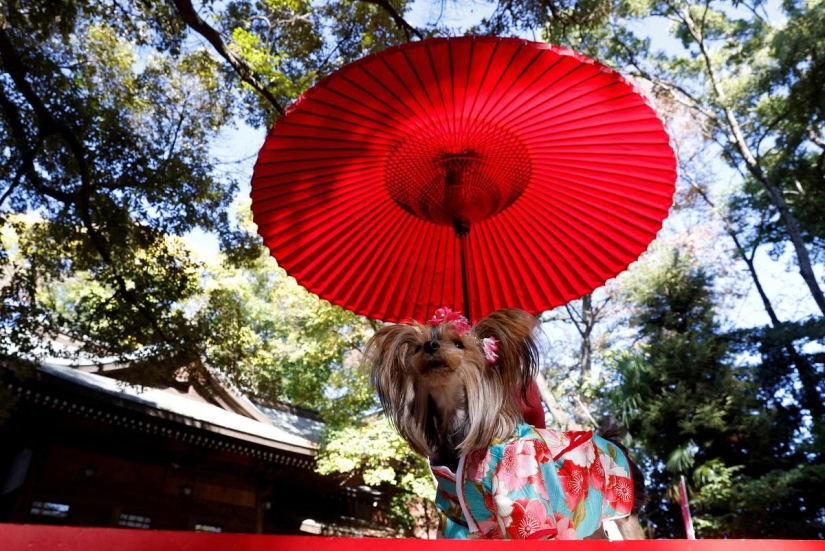 Cómo en Japón se bendicen en el templo perros con kimonos en lugar de niños