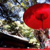Cómo en Japón se bendicen en el templo perros con kimonos en lugar de niños