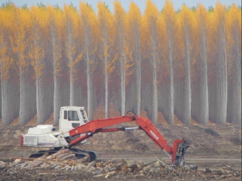 Cómo es una pintoresca granja forestal en Oregón
