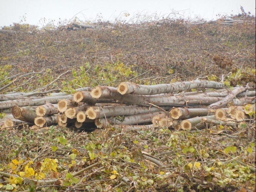 Cómo es una pintoresca granja forestal en Oregón
