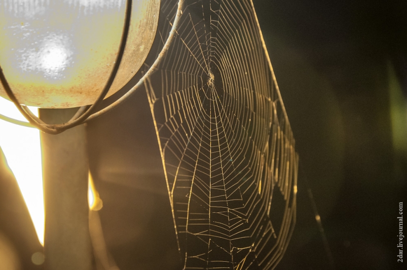 Cómo estamos siendo criados (en nombre de Troitsky)