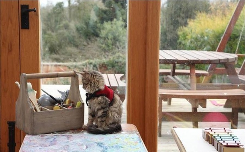 Cómo la gata Tula ayuda a una niña con autismo