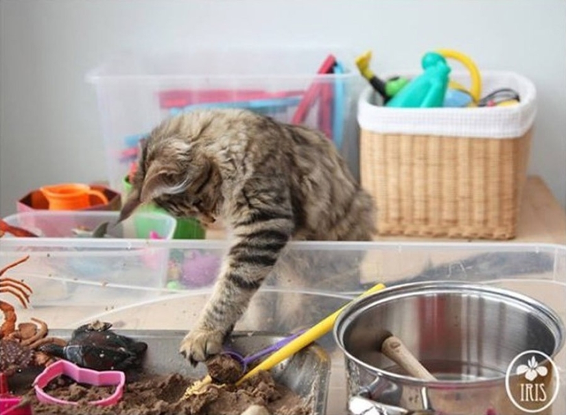 Cómo la gata Tula ayuda a una niña con autismo