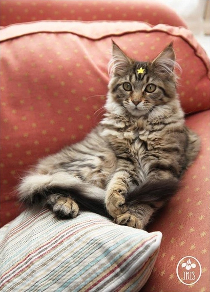 Cómo la gata Tula ayuda a una niña con autismo