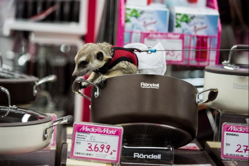 Cómo la suricata Grisha encontró su amor Cómo la suricata Grisha encontró su amor