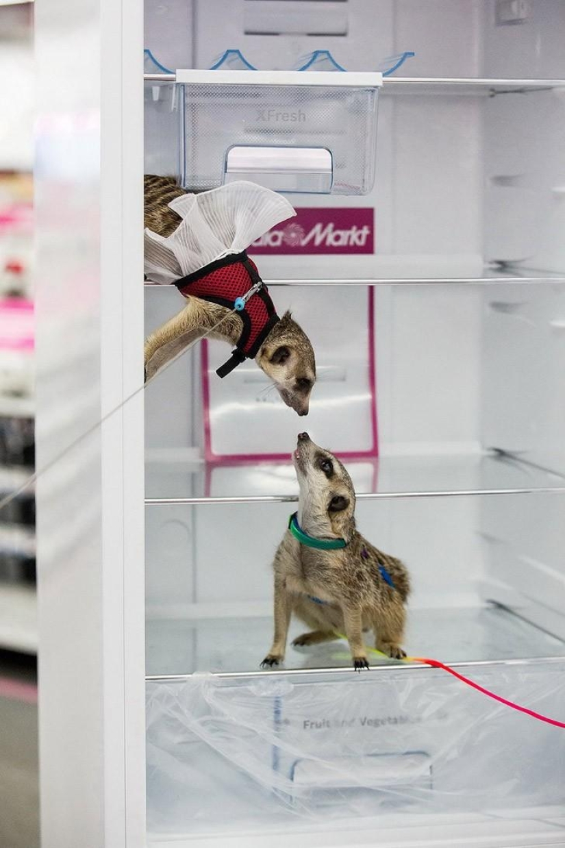 Cómo la suricata Grisha encontró su amor Cómo la suricata Grisha encontró su amor