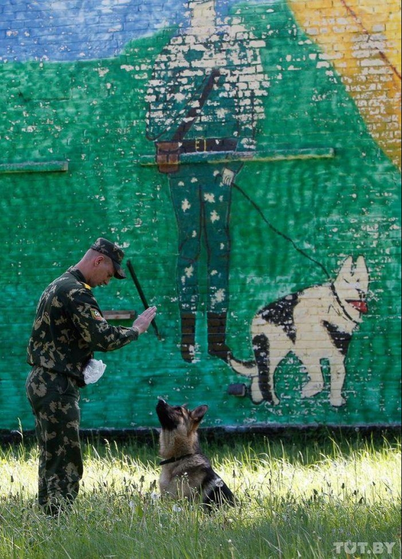 Cómo los cachorros se convierten en guardias fronterizos