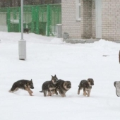 Cómo los cachorros se convierten en guardias fronterizos