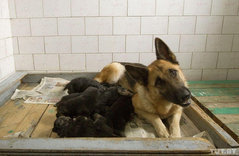 Cómo los cachorros se convierten en guardias fronterizos
