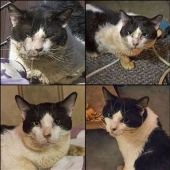 Cómo salvé a un gato callejero moribundo