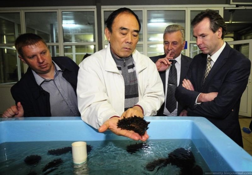 Cómo se cultiva el trepang del Lejano Oriente en Primorie Cómo se cultiva el trepang del Lejano Oriente en Primorie