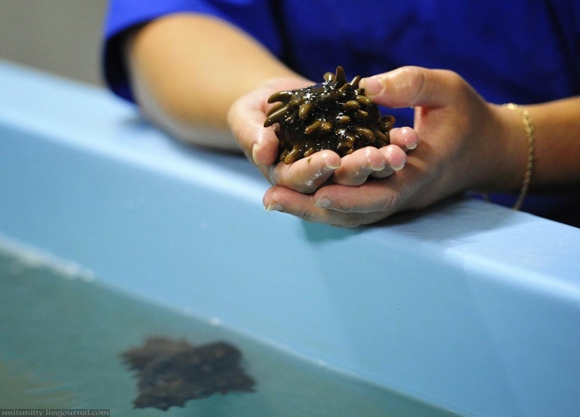 Cómo se cultiva el trepang del Lejano Oriente en Primorie Cómo se cultiva el trepang del Lejano Oriente en Primorie