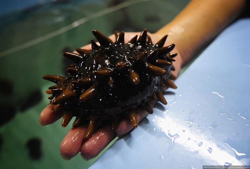 Cómo se cultiva el trepang del Lejano Oriente en Primorie Cómo se cultiva el trepang del Lejano Oriente en Primorie