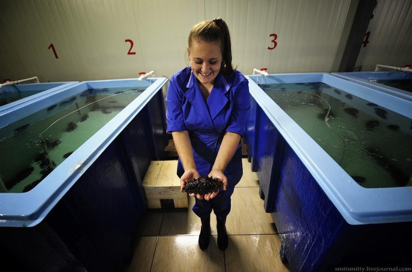 Cómo se cultiva el trepang del Lejano Oriente en Primorie Cómo se cultiva el trepang del Lejano Oriente en Primorie