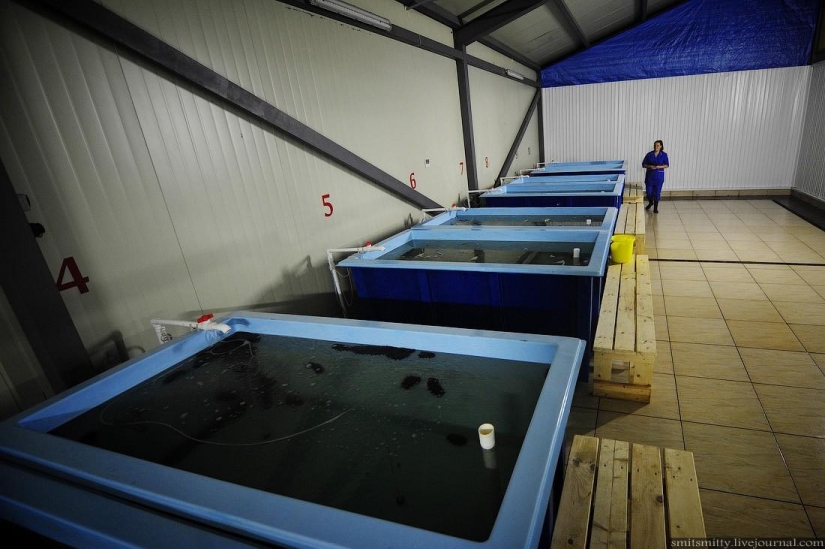 Cómo se cultiva el trepang del Lejano Oriente en Primorie Cómo se cultiva el trepang del Lejano Oriente en Primorie