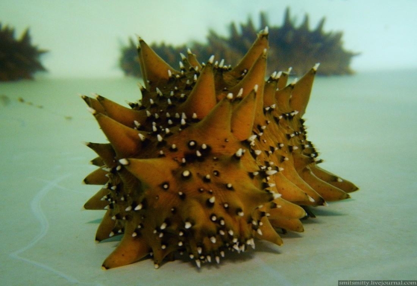 Cómo se cultiva el trepang del Lejano Oriente en Primorie Cómo se cultiva el trepang del Lejano Oriente en Primorie