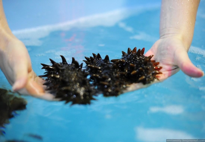 Cómo se cultiva el trepang del Lejano Oriente en Primorie Cómo se cultiva el trepang del Lejano Oriente en Primorie