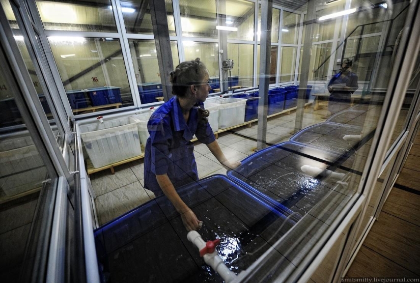 Cómo se cultiva el trepang del Lejano Oriente en Primorie Cómo se cultiva el trepang del Lejano Oriente en Primorie