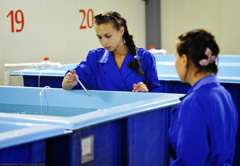 Cómo se cultiva el trepang del Lejano Oriente en Primorie Cómo se cultiva el trepang del Lejano Oriente en Primorie