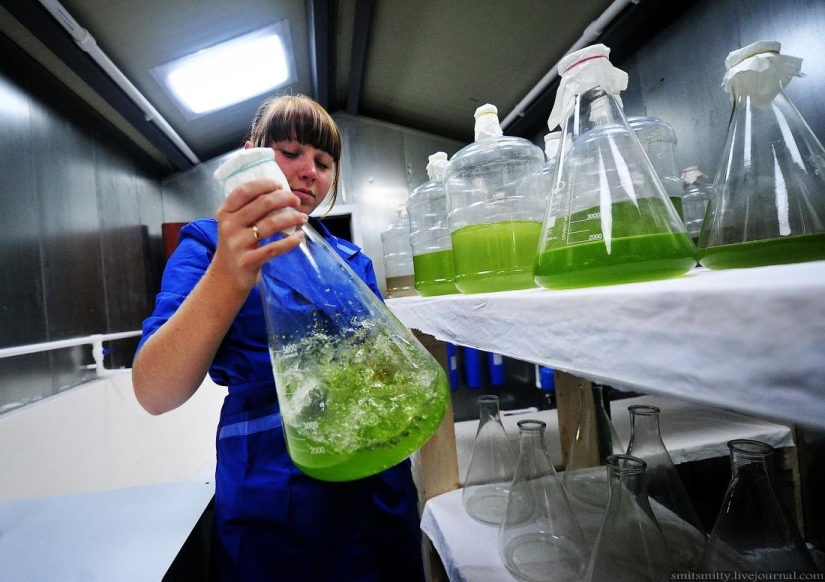 Cómo se cultiva el trepang del Lejano Oriente en Primorie Cómo se cultiva el trepang del Lejano Oriente en Primorie