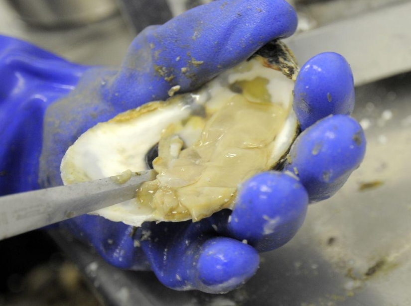 Cómo se cultivan las ostras en las granjas de la bahía de Chesapeake