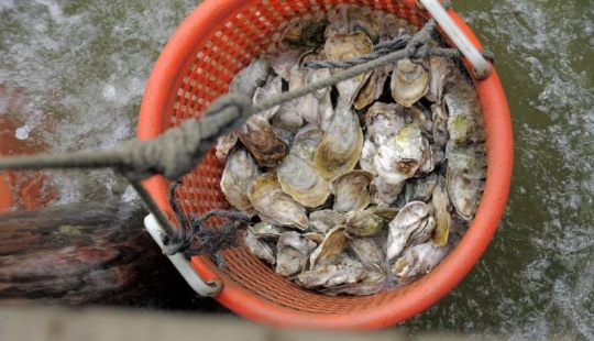 Cómo se cultivan las ostras en las granjas de la bahía de Chesapeake