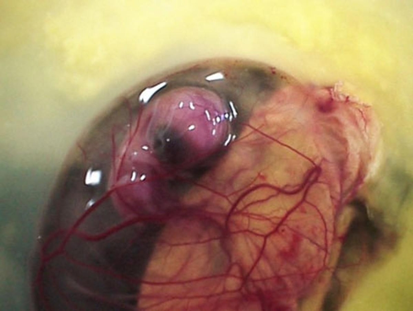 Cómo se desarrolla un pollo a partir de un huevo. Cómo se desarrolla un pollo a partir de un huevo.