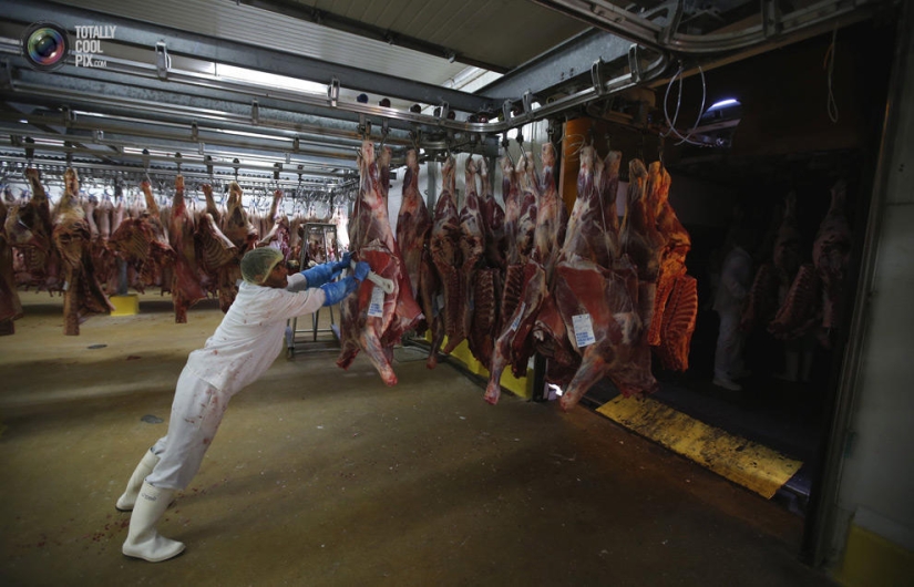Cómo se hace la carne que comemos