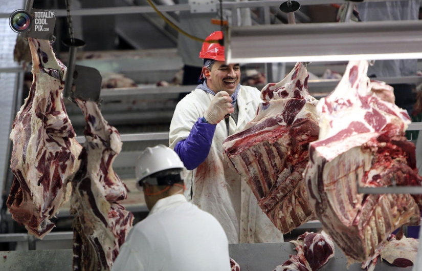 Cómo se hace la carne que comemos