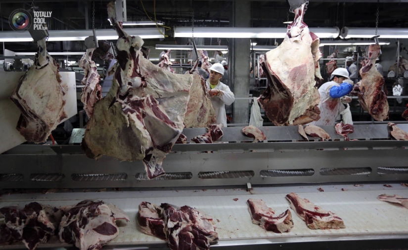 Cómo se hace la carne que comemos