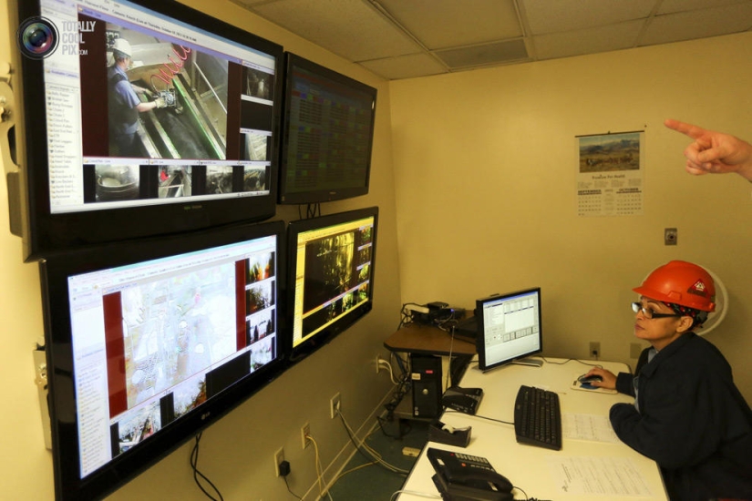 Cómo se hace la carne que comemos