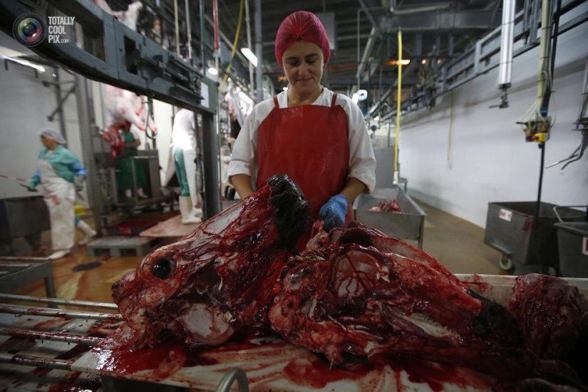 Cómo se hace la carne que comemos