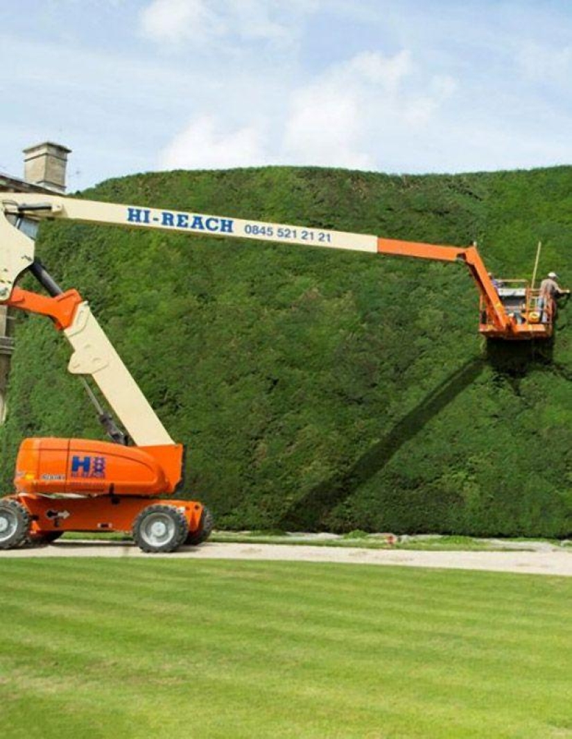 Cómo se podan los tejos de 300 años