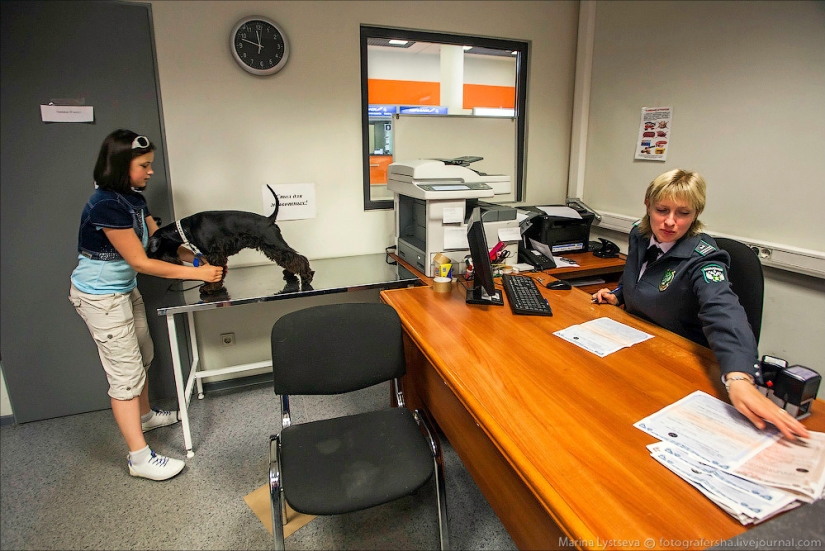 Cómo se transportan los animales en avión