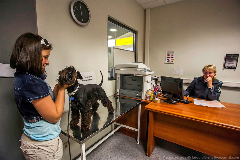 Cómo se transportan los animales en avión