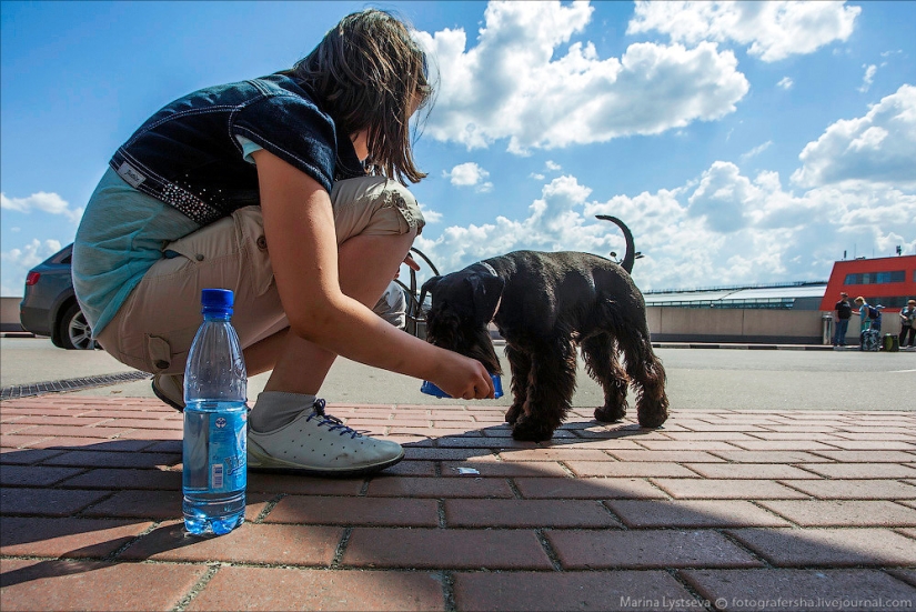 Cómo se transportan los animales en avión