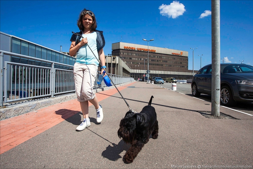 Cómo se transportan los animales en avión