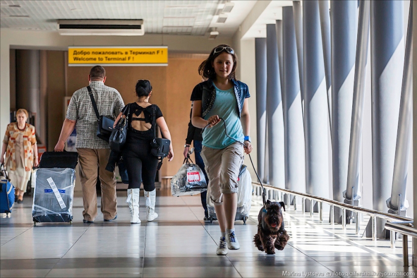 Cómo se transportan los animales en avión
