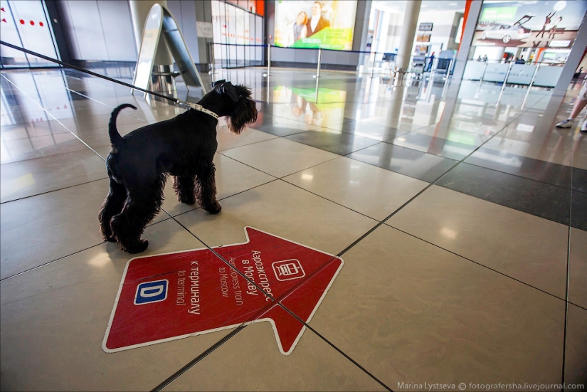 Cómo se transportan los animales en avión