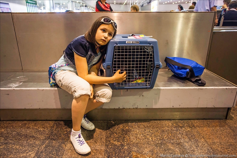 Cómo se transportan los animales en avión