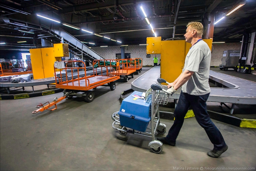 Cómo se transportan los animales en avión