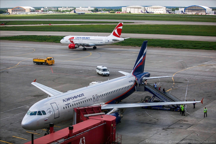 Cómo se transportan los animales en avión
